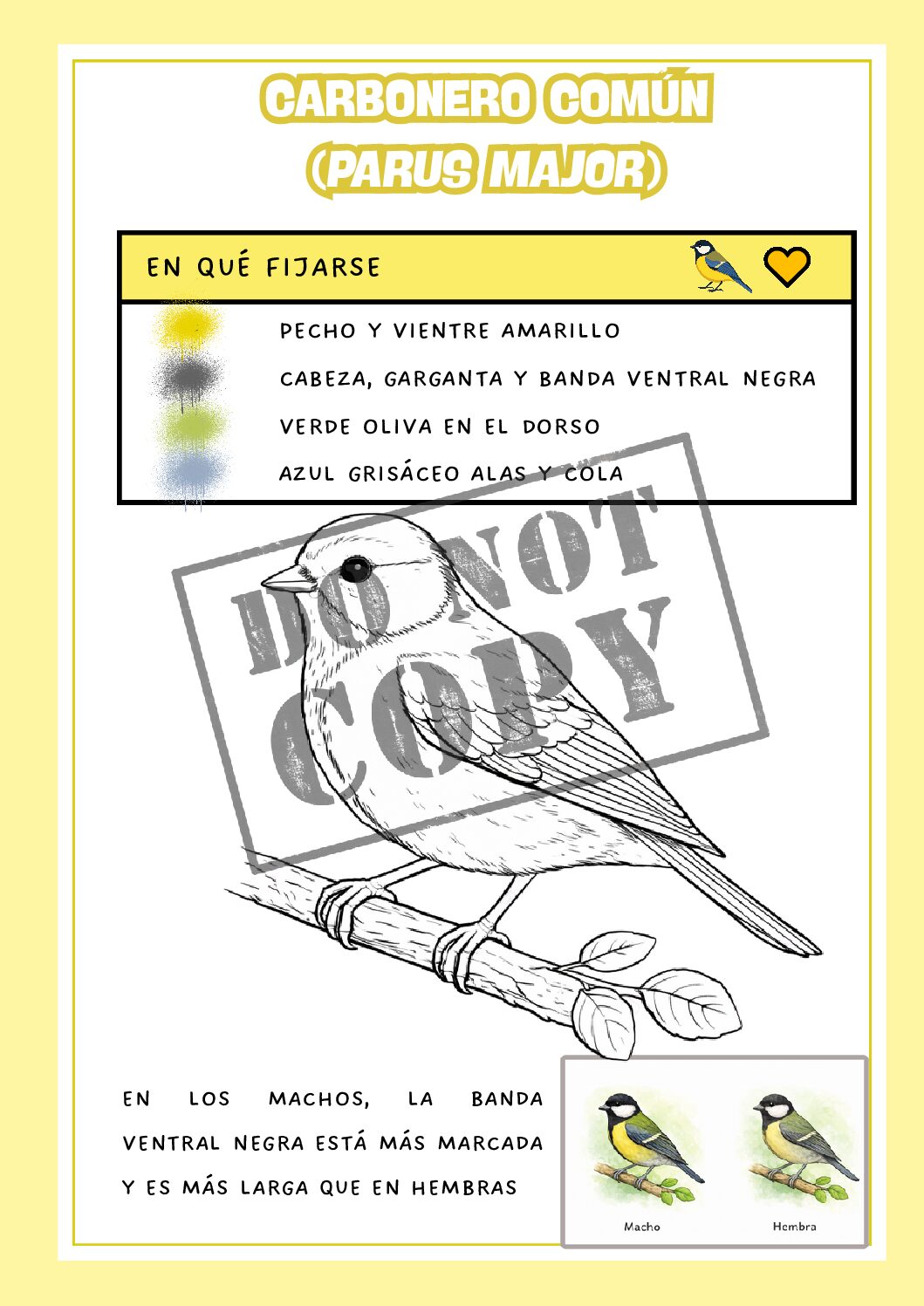 Pack de 6 - aves de España para colorear - Imagen 5