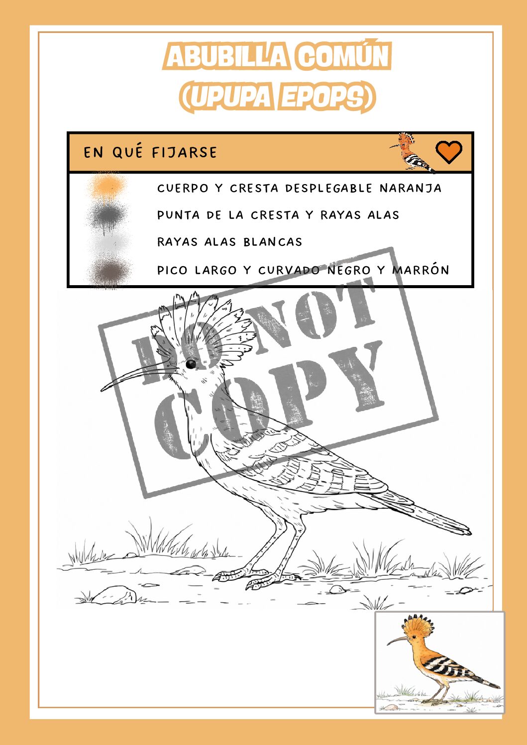 Pack de 6 - aves de España para colorear - Imagen 3