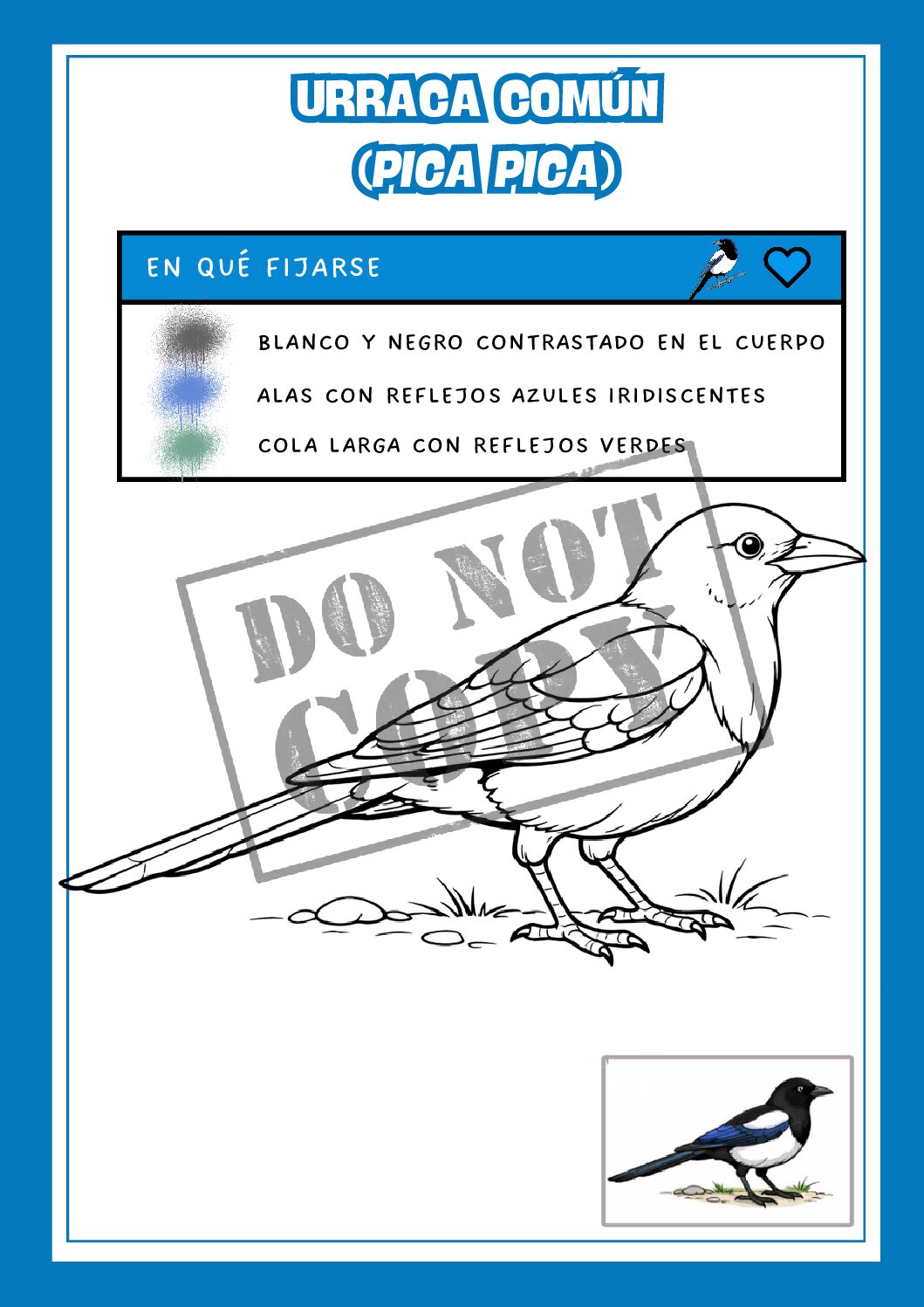 Urraca común - Colorear