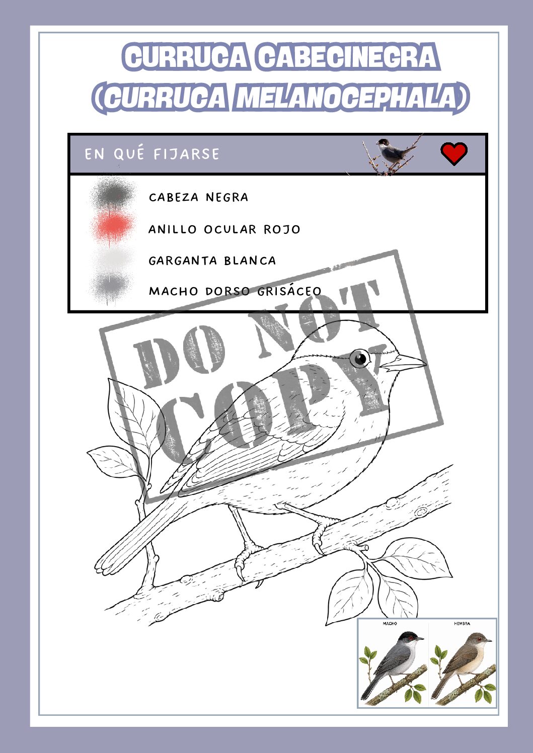 Pack de 10 - aves de España para colorear - Imagen 4