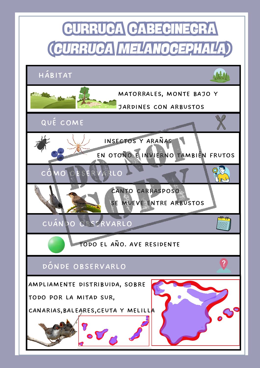 Curruca cabecinegra (Curruca melanocephala) - Pack educativo (Ficha + colorear)