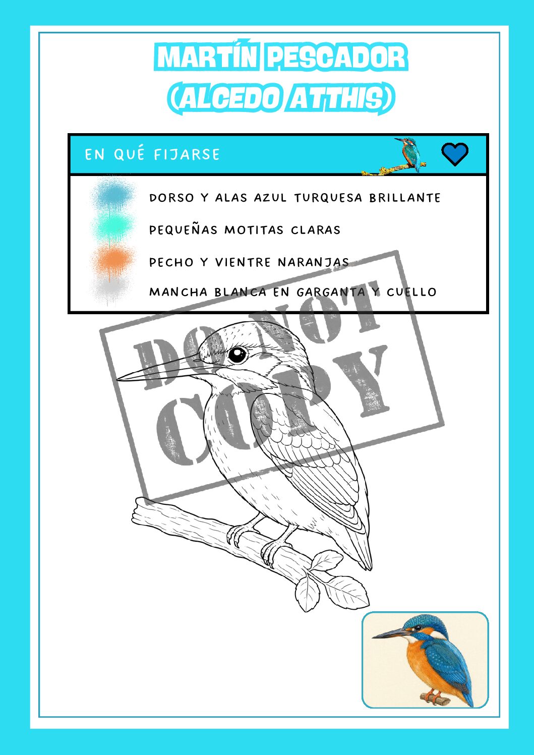 Martín pescador (Alcedo atthis) - Lámina para colorear