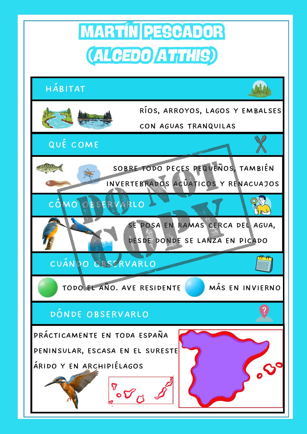 Martín pescador - Pack educativo (Ficha + colorear)