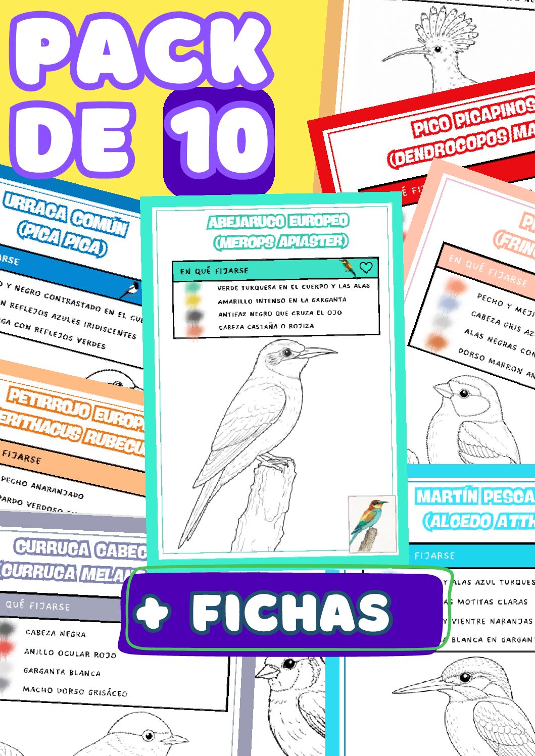 Pack de 10 - aves de España para colorear y fichas educativas