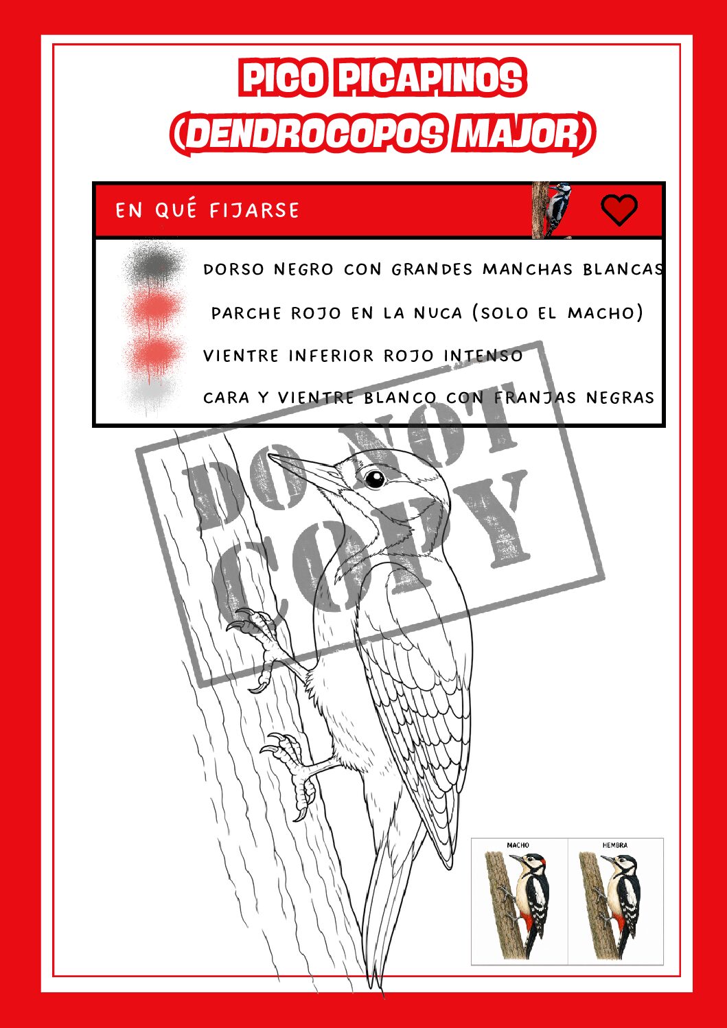 Pico picapinos (Dendrocopos major) - Pack educativo (Ficha + colorear) - Imagen 3