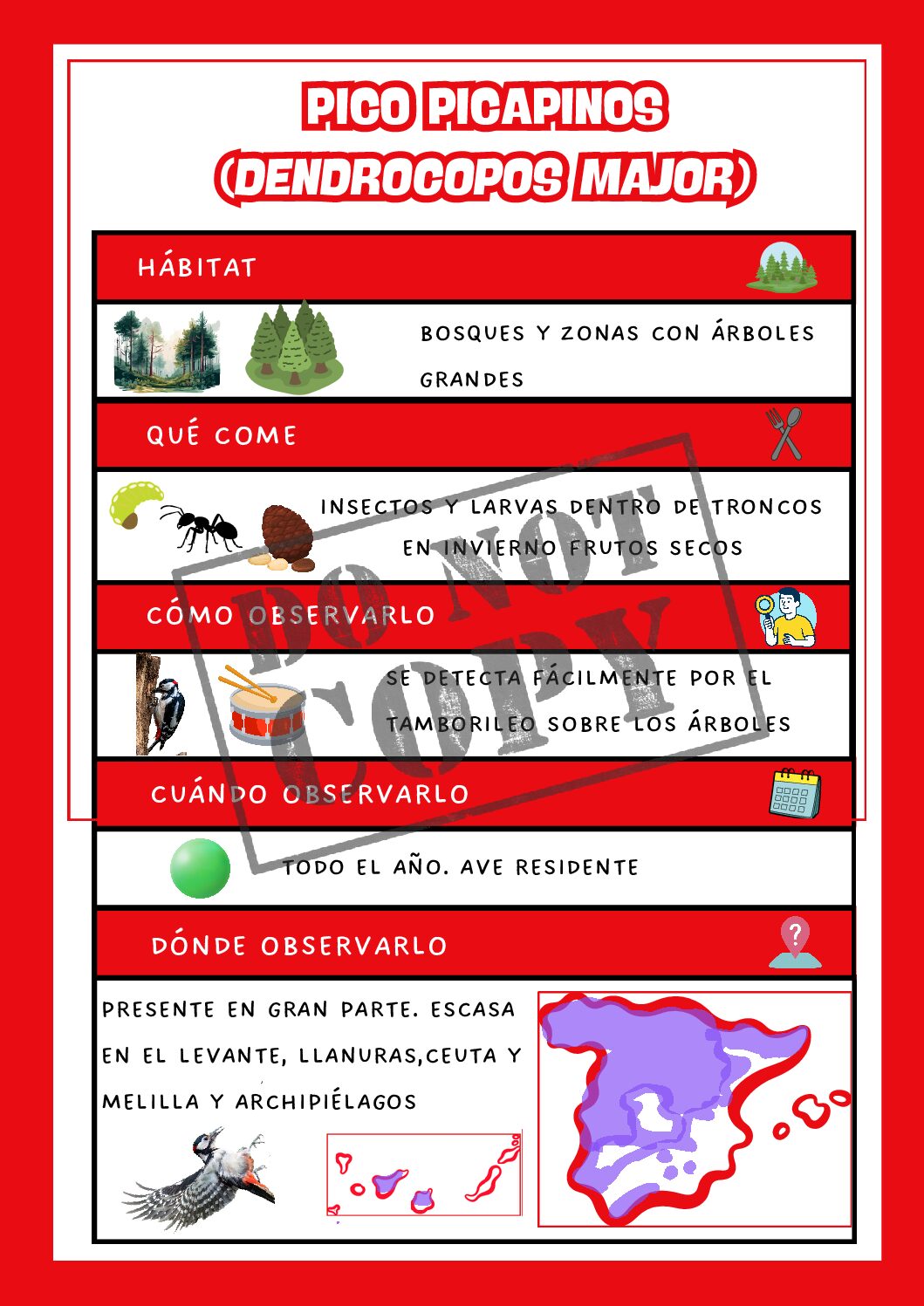 Pico picapinos (Dendrocopos major) - Pack educativo (Ficha + colorear)