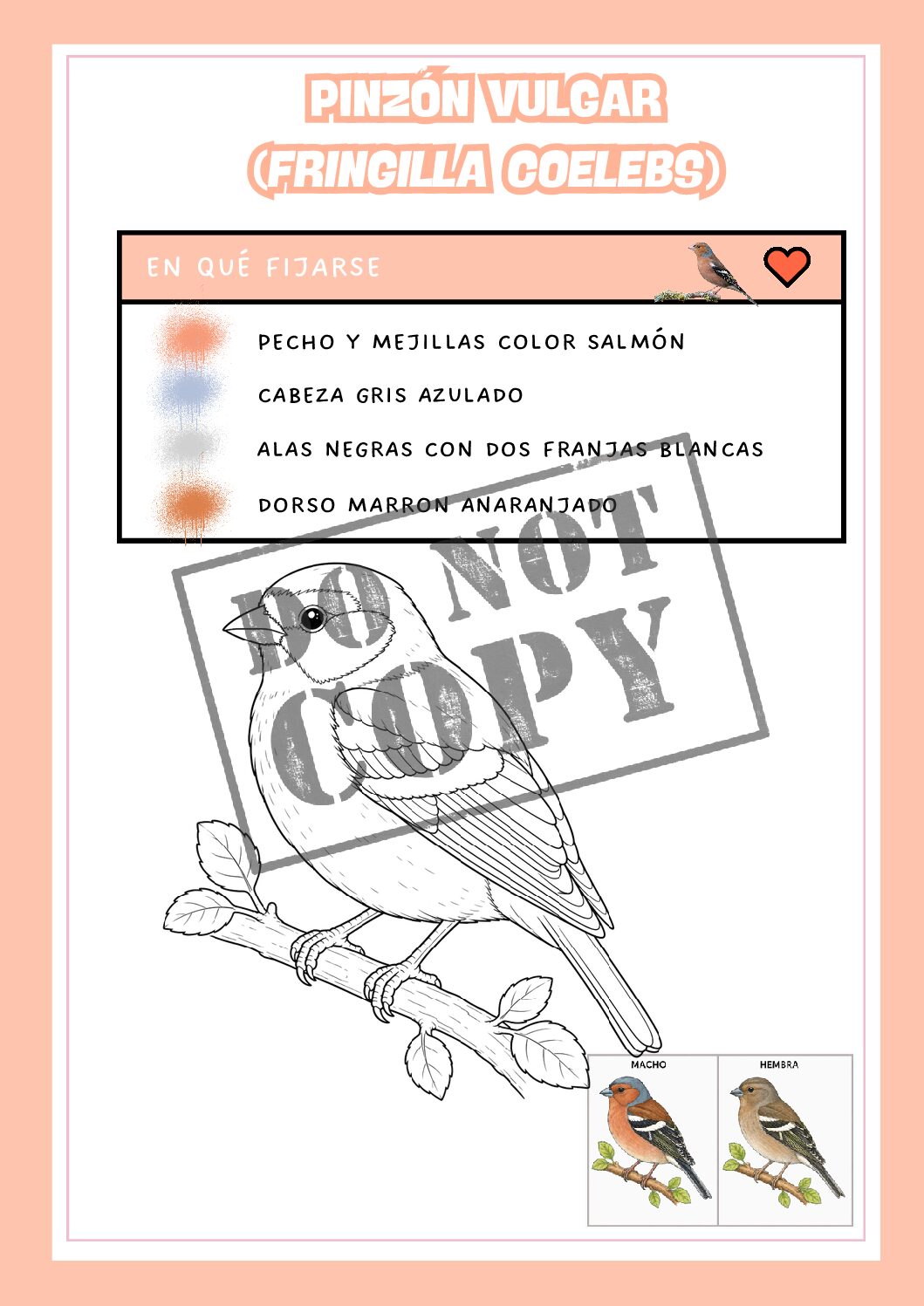 Pinzón vulgar (Fringilla coelebs) - Lámina para colorear