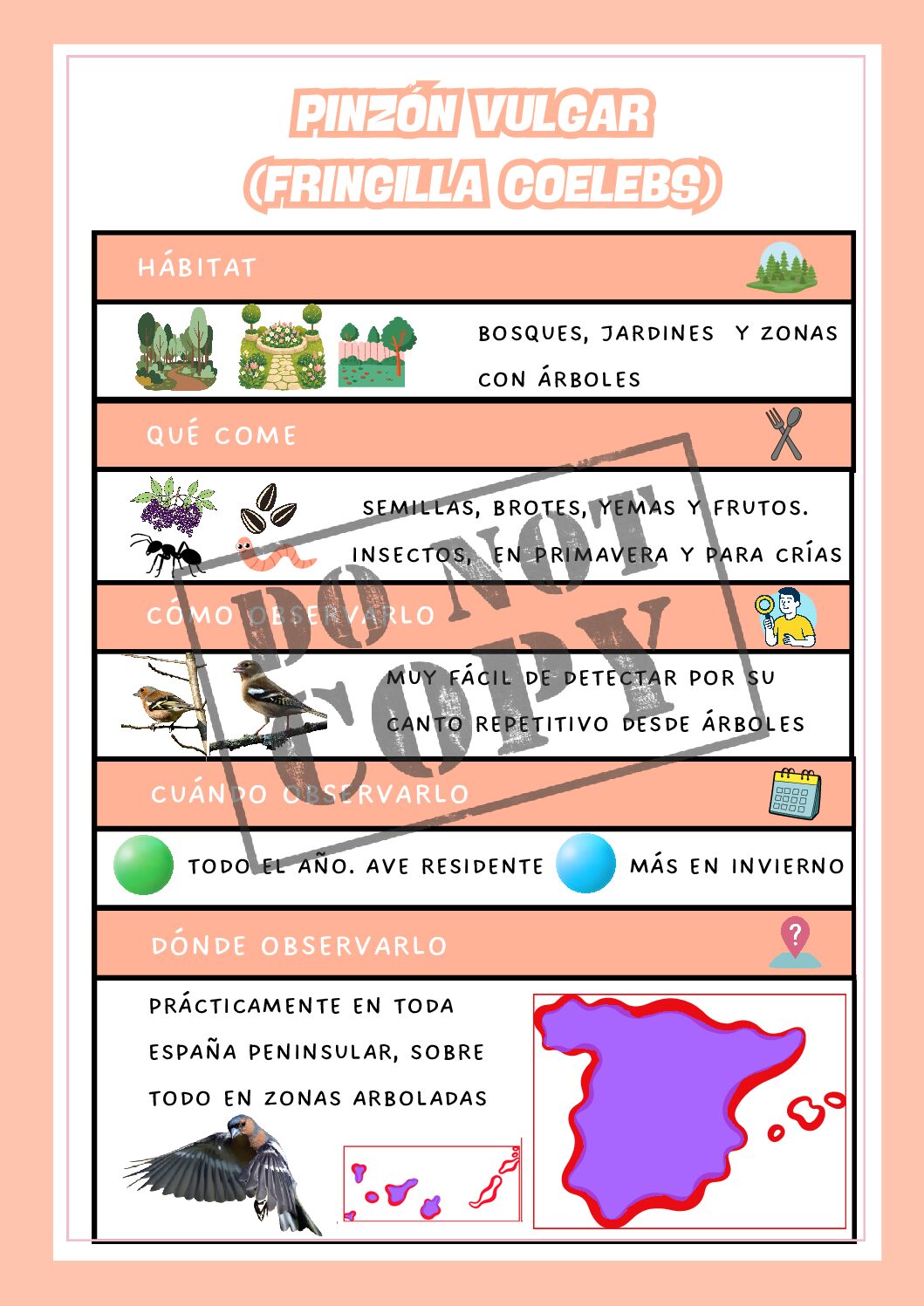 Pinzón vulgar (Fringilla coelebs) - Pack educativo (Ficha + colorear)